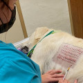 Testing for Pet Dander Allergy: What You Need to Know