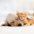 Understanding How To Get Rid Of Dog Dander