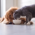 How to Reduce Pet Dander and Allergens in Your Home: An Expert's Guide