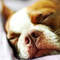 Can Zyrtec Help You Live Comfortably with Pet Dander Allergies?