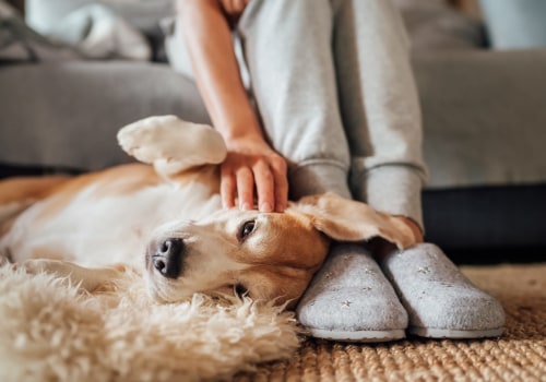 Managing Pet Dander Allergies: What You Need to Know