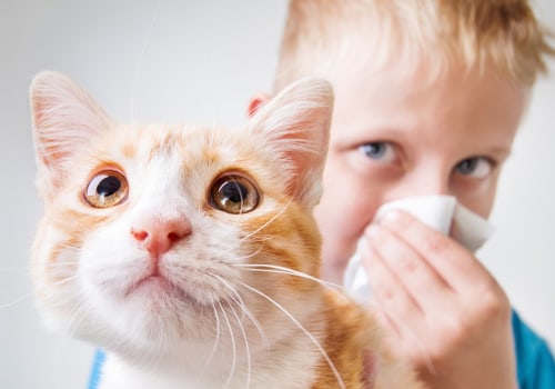 What are the Symptoms and Solutions for Pet Dander Allergy?