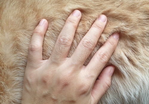 How Common is Pet Dander Allergy? - An Expert's Perspective