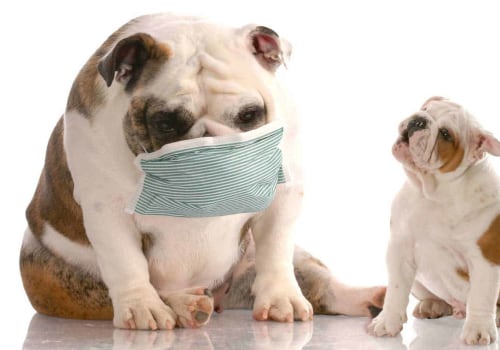 What is a Severe Allergic Reaction to Pet Dander? - An Expert's Guide