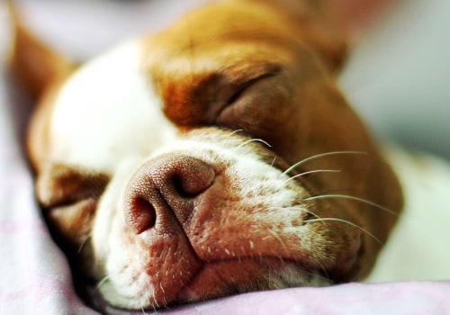 Can Zyrtec Help You Live Comfortably with Pet Dander Allergies?